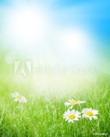 Bild på Chamomile flowers on grass field